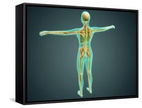 Human Body Showing Skeletal System, Arteries, Veins, and Nervous System-null-Framed Stretched Canvas