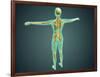 Human Body Showing Skeletal System, Arteries, Veins, and Nervous System-null-Framed Art Print