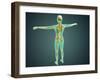 Human Body Showing Skeletal System, Arteries, Veins, and Nervous System-null-Framed Art Print