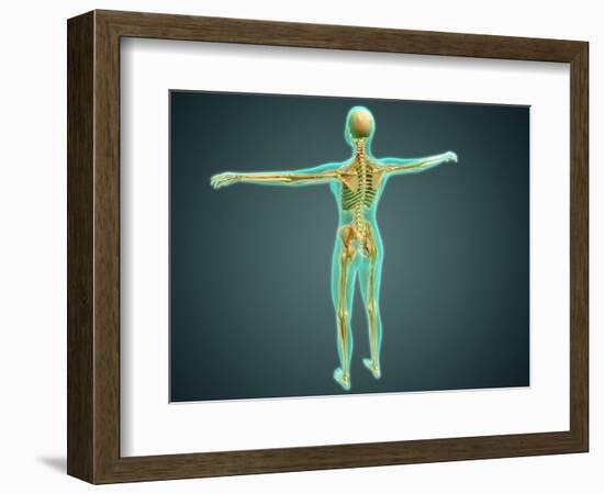 Human Body Showing Skeletal System, Arteries, Veins, and Nervous System-null-Framed Art Print