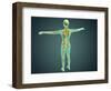 Human Body Showing Skeletal System, Arteries, Veins, and Nervous System-null-Framed Art Print