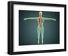 Human Body Showing Skeletal System, Arteries, Veins, and Nervous System-null-Framed Art Print