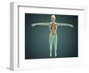 Human Body Showing Skeletal System, Arteries, Veins, and Nervous System-null-Framed Art Print