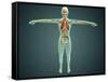 Human Body Showing Skeletal System, Arteries, Veins, and Nervous System-null-Framed Stretched Canvas