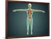 Human Body Showing Skeletal System, Arteries, Veins, and Nervous System-null-Framed Art Print