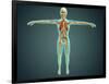 Human Body Showing Skeletal System, Arteries, Veins, and Nervous System-null-Framed Art Print