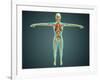 Human Body Showing Skeletal System, Arteries, Veins, and Nervous System-null-Framed Art Print