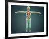 Human Body Showing Skeletal System, Arteries, Veins, and Nervous System-null-Framed Art Print