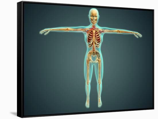 Human Body Showing Skeletal System, Arteries, Veins, and Nervous System-null-Framed Stretched Canvas