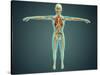 Human Body Showing Skeletal System, Arteries, Veins, and Nervous System-null-Stretched Canvas