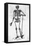 Human Body Skeleton-Bettmann-Framed Stretched Canvas