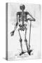 Human Body Skeleton-Bettmann-Stretched Canvas