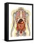 Human Body with Internal Organs, Nervous System, Lymphatic System and Circulatory System-Stocktrek Images-Framed Stretched Canvas