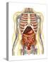 Human Body with Internal Organs, Nervous System, Lymphatic System and Circulatory System-Stocktrek Images-Stretched Canvas