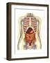 Human Body with Internal Organs, Nervous System, Lymphatic System and Circulatory System-Stocktrek Images-Framed Art Print