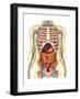 Human Body with Internal Organs, Nervous System, Lymphatic System and Circulatory System-Stocktrek Images-Framed Art Print