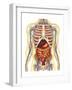 Human Body with Internal Organs, Nervous System, Lymphatic System and Circulatory System-Stocktrek Images-Framed Art Print