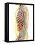 Human Body with Internal Organs, Nervous System, Lymphatic System and Circulatory System-Stocktrek Images-Framed Stretched Canvas