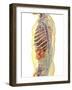 Human Body with Internal Organs, Nervous System, Lymphatic System and Circulatory System-Stocktrek Images-Framed Art Print