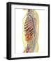 Human Body with Internal Organs, Nervous System, Lymphatic System and Circulatory System-Stocktrek Images-Framed Art Print