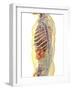 Human Body with Internal Organs, Nervous System, Lymphatic System and Circulatory System-Stocktrek Images-Framed Art Print