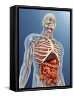 Human Body with Internal Organs, Nervous System, Lymphatic System and Circulatory System-Stocktrek Images-Framed Stretched Canvas