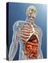 Human Body with Internal Organs, Nervous System, Lymphatic System and Circulatory System-Stocktrek Images-Stretched Canvas