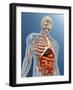 Human Body with Internal Organs, Nervous System, Lymphatic System and Circulatory System-Stocktrek Images-Framed Art Print