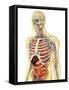 Human Body with Internal Organs, Nervous System, Lymphatic System and Circulatory System-Stocktrek Images-Framed Stretched Canvas