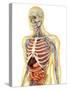 Human Body with Internal Organs, Nervous System, Lymphatic System and Circulatory System-Stocktrek Images-Stretched Canvas