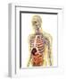 Human Body with Internal Organs, Nervous System, Lymphatic System and Circulatory System-Stocktrek Images-Framed Art Print