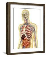 Human Body with Internal Organs, Nervous System, Lymphatic System and Circulatory System-Stocktrek Images-Framed Art Print