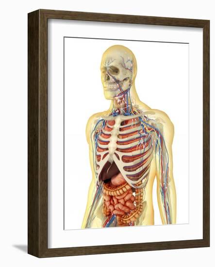 Human Body with Internal Organs, Nervous System, Lymphatic System and Circulatory System-Stocktrek Images-Framed Art Print