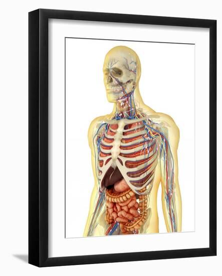 Human Body with Internal Organs, Nervous System, Lymphatic System and Circulatory System-Stocktrek Images-Framed Art Print