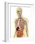 Human Body with Internal Organs, Nervous System, Lymphatic System and Circulatory System-Stocktrek Images-Framed Art Print