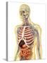 Human Body with Internal Organs, Nervous System, Lymphatic System and Circulatory System-Stocktrek Images-Stretched Canvas