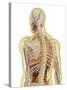 Human Body with Nervous System, Lymphatic System and Circulatory System-Stocktrek Images-Stretched Canvas