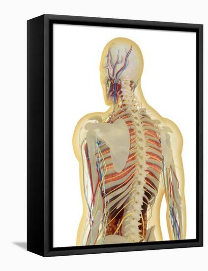 Human Body with Nervous System, Lymphatic System and Circulatory System-Stocktrek Images-Framed Stretched Canvas