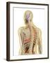 Human Body with Nervous System, Lymphatic System and Circulatory System-Stocktrek Images-Framed Art Print