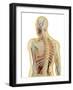 Human Body with Nervous System, Lymphatic System and Circulatory System-Stocktrek Images-Framed Art Print