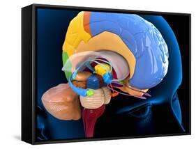 Human Brain Anatomy, Artwork-Roger Harris-Framed Stretched Canvas