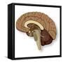 Human Brain Anatomy, Artwork-null-Framed Stretched Canvas