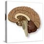 Human Brain Anatomy, Artwork-null-Stretched Canvas