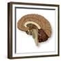 Human Brain Anatomy, Artwork-null-Framed Premium Photographic Print