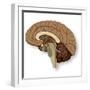 Human Brain Anatomy, Artwork-null-Framed Premium Photographic Print