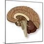 Human Brain Anatomy, Artwork-null-Mounted Premium Photographic Print