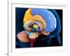 Human Brain Anatomy, Artwork-Roger Harris-Framed Photographic Print