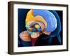 Human Brain Anatomy, Artwork-Roger Harris-Framed Photographic Print