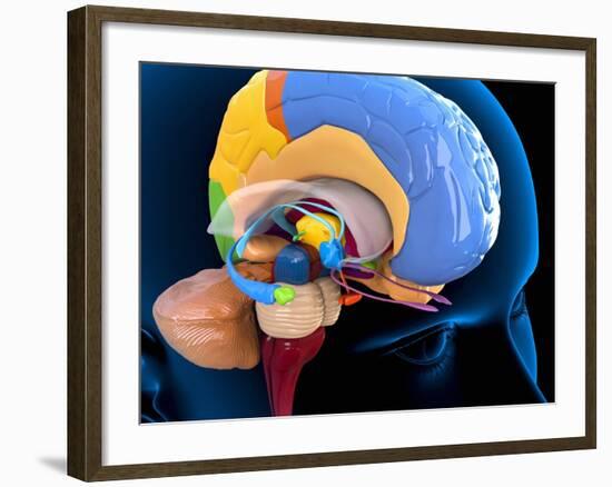 Human Brain Anatomy, Artwork-Roger Harris-Framed Photographic Print