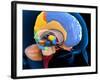 Human Brain Anatomy, Artwork-Roger Harris-Framed Photographic Print